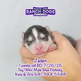 Jaden - Blue male Pomsky puppy in Humeston, Iowa from M.A.R. Dogs