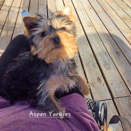 Girl 2 - Black and tan female Yorkshire Terrier puppy in Burley, Idaho from Aspen Yorkies
