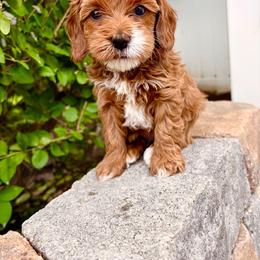 Skye - Red female Cavapoo puppy in Spanish Fork, Utah from Sugar Doodles Pups