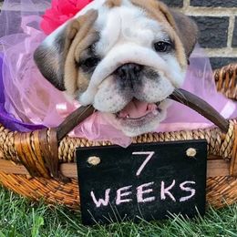 Bulldog Puppies from Trevino’s Bulldogs