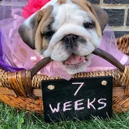 Bulldog Puppies from Trevino’s Bulldogs