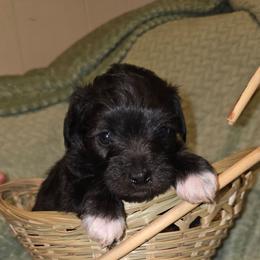 Opal - Black and white female Schnoodle puppy in Arkansas from Harper's Pups