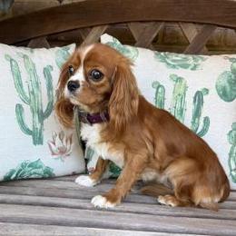 Heidi - Cavalier King Charles Spaniel