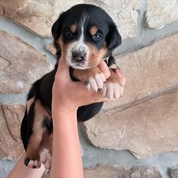 Yellow - Black, white and red female Greater Swiss Mountain Dog puppy in Everett, Pennsylvania from Sweet Stream Swissies