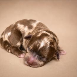 Louis V. - Merle male Shihpoo puppy in Delphos, Ohio from Route 66 Poodles & Doodles, Sapphire Shih-tzu's of Ohio