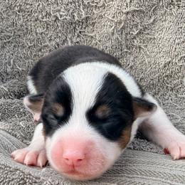 White blaze - Black and white female American Corgi puppy in Pioneer, Michigan from Country Corners Corgis