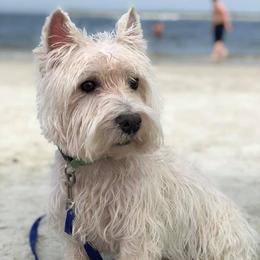 West Highland White Terriers from 2 Cute Westies