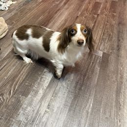 Maggie - Dachshund