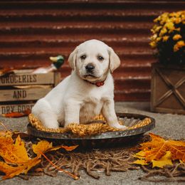 Labrador Retriever Puppies from Prince Labradors