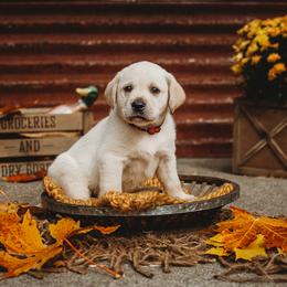 Labrador Retriever Puppies from Prince Labradors