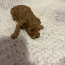 Pekingese and Poodle Puppies from Dogs lovers