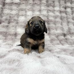 Mr. Hash Brown (Shaded Cream) - Cream male Dachshund puppy in Knoxville, Tennessee from Over The Moon Minis
