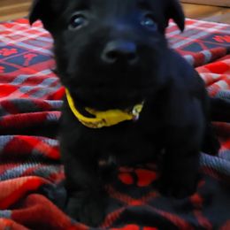 Yellow - Black male Scottish Terrier puppy in Berry, Alabama from North River k9