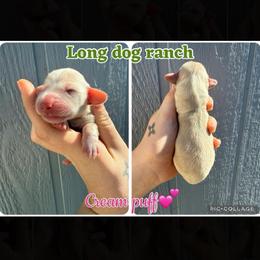 Cream puff - Cream female Dachshund puppy in New Mexico from Long Dog Ranch