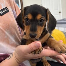 Girl 1 - Black and tan female Dachshund puppy in Miami, Florida from Marble Dachshunds