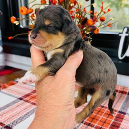 Abel - Blue male Pyredoodle puppy in Bowling Green, Ohio from FDF Pyredoodles & Bernedoodles