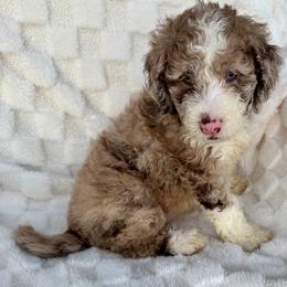 REESE - Merle female Goldendoodle puppy in Maricopa, Arizona from AZ Designer Goldendoodles