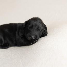 Americano - Black tri-color male Australian Shepherd puppy in Kathleen, Georgia from CM Farm