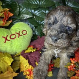 Lucky - Merle male Cockapoo puppy in Placerville, California from Rpuppies