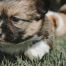 American Corgi and Pembroke Welsh Corgi Puppies from Witch Creek Corgis