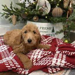 Goldendoodles from Taylor Made Goldendoodles