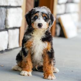 Roly - Blue merle male Bernedoodle puppy in Dundee, Ohio from Down Home Doodle