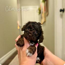 Cherry Pie - Brown white and tan female Cockapoo puppy in Oologah, Oklahoma from Timber Hills Poodles and Doodles
