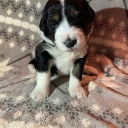 Girl 4 Magnum - Aussiedoodle puppy in Washington County, Tennessee from Southern Roots Kennel