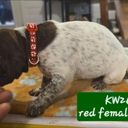 Red girl kw26 - Liver roan female German Shorthaired Pointer puppy in Dahlonega, Georgia from Pointer Mountain Bird Dogs