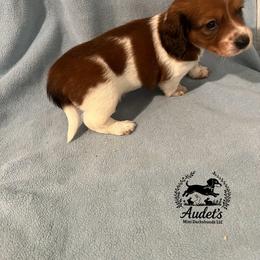 Oakley shade red piebald longhair - Piebald male Dachshund puppy in East Dover, Vermont from Audet’s Mini Dachshunds
