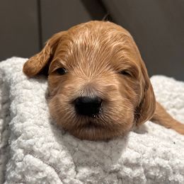 Prancer - Caramel cream male Labradoodle puppy in Monticello, Georgia from Daylin’s Doodles & Labradors