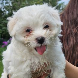 Sarge - Tri-color male Coton de Tulear puppy in Conrad, Iowa from Ferne's Kintana Cotons