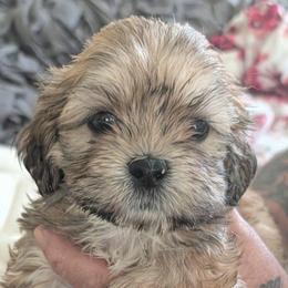 Kitty - Brown female Lhasa Apso puppy in Fort Worth, Texas from Cynthia's Lhasa Apsos