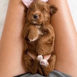 Anna - Red  female Goldendoodle puppy in Van Alstyne, Texas from Forest Haven Doodle Co.