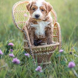 Rory - male Australian Mountain Doodle puppy in Crete, Nebraska from Doodles & Co