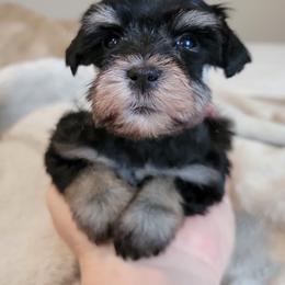 Opal - Black and silver female Miniature Schnauzer puppy in Saratoga Springs, Utah from Happy Beard Schnauzers