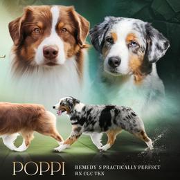Australian Shepherds from Van Tassel Australian Shepherds