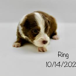 Girl (Ring) - Red tri-color female Australian Shepherd puppy in Brooker, Florida from 🐾 The Great Bambino SunState Aussies!