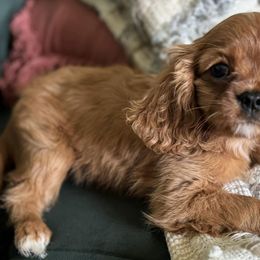 Cavalier King Charles Spaniels from Moonlight Cavalier King Charles Spaniels