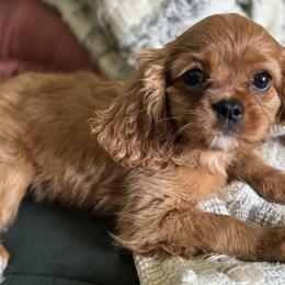 Cavalier King Charles Spaniels from Moonlight Cavalier King Charles Spaniels
