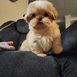 Finn - Cream and white male Shih Tzu puppy in Sapulpa, Oklahoma from Faith Hope and Love Shih Tzu's