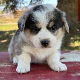 John - Blue merle and white male American Corgi puppy in Preston, Idaho from KC Bar