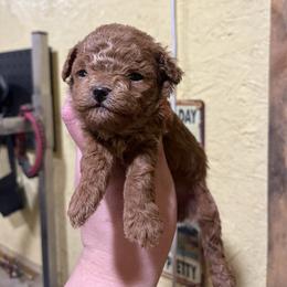 Red - Red  male Poodle puppy in Hickory Grove, South Carolina from Oopsie Doodles