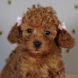 Chiffon (Pink Collar) - Red  female Poodle puppy in Las Vegas, Nevada from Plush Toy Poodle Puppies & Pals