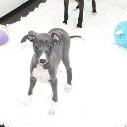 Nate' Male 4 - Blue male Italian Greyhound puppy in Sparta Tn And Caryville Fl, Tennessee from Summerwind Kennel