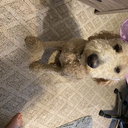Sadie - Goldendoodle