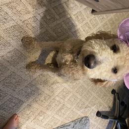 Sadie - Goldendoodle