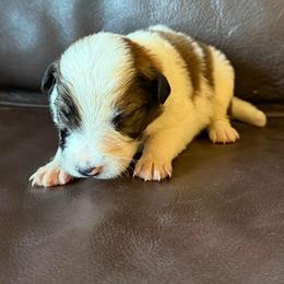 Boy 3 - Sable male Border Collie puppy in Oroville, California from Coalcyn Kennels
