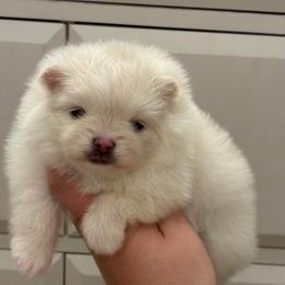White girl - White female Pomeranian puppy in Youngstown, Ohio from Peachy Pomeranians