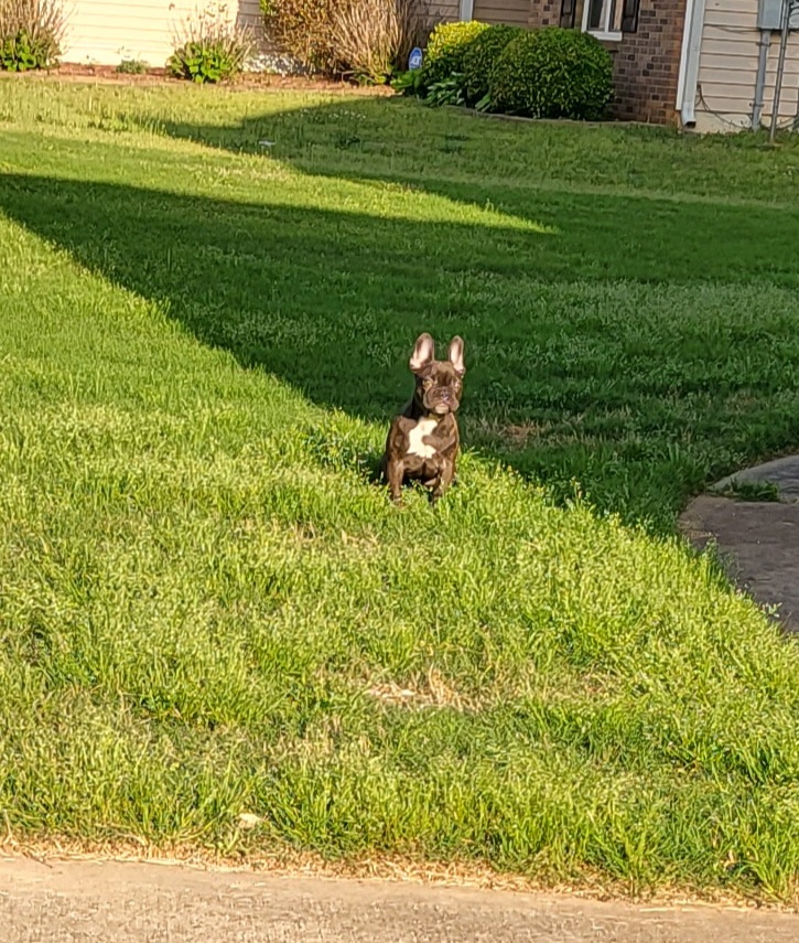 French Bulldog puppies from Wilkson's French Bulldogs